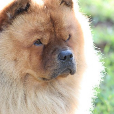 Chow-Chow5