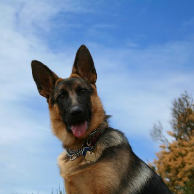 German-Shepherd-Dog12