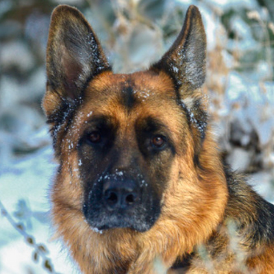 German-Shepherd-Dog13