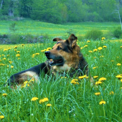 German-Shepherd-Dog15