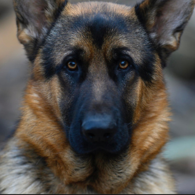 German-Shepherd-Dog8