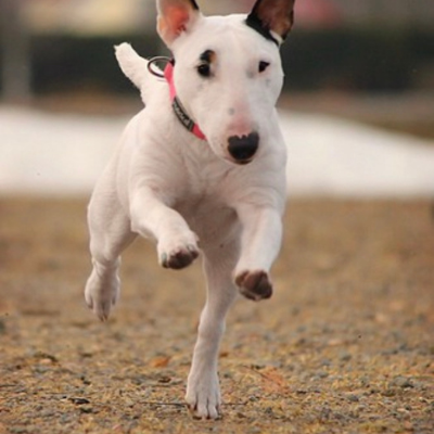 Miniture-Bull-Terrier10