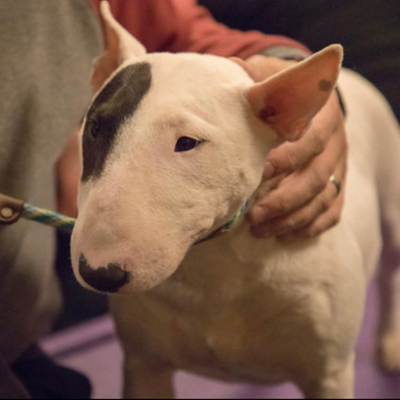 Miniture-Bull-Terrier13