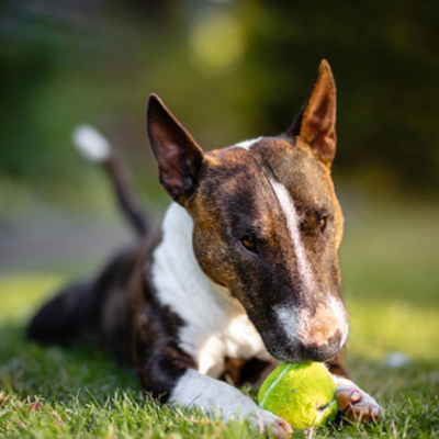 Miniture-Bull-Terrier5