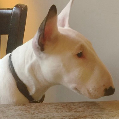 Miniture-Bull-Terrier7