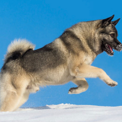 Norwegian-Elkhound4