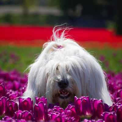 Old-English-Sheepdog11