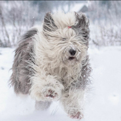 Old-English-Sheepdog14