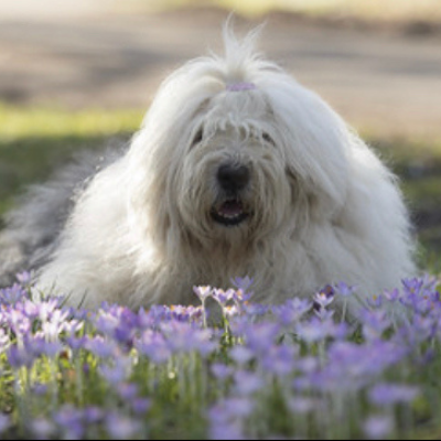 Old-English-Sheepdog5