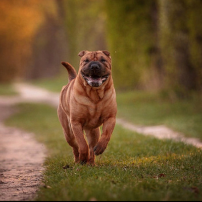 Shar-Pei16