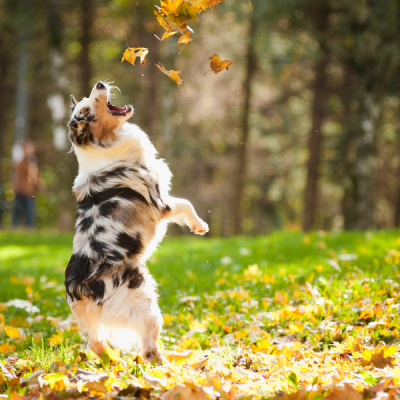 中型犬一覧 犬のことなら