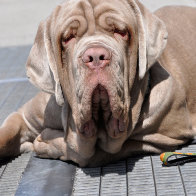大型犬一覧 犬のことなら